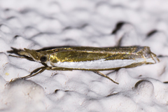 Crambus sperryellus