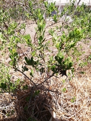 Condalia velutina