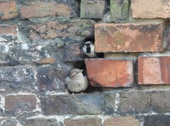 Passer domesticus