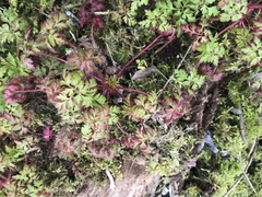 Geranium robertianum