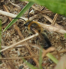 Colletes inaequalis