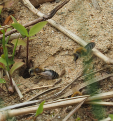Colletes inaequalis