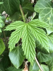 Humulus lupulus