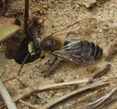 Colletes inaequalis