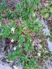 Chaenostoma integrifolium