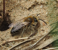 Colletes inaequalis