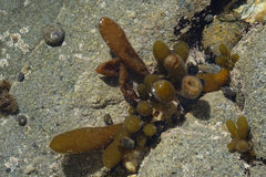 Adenocystis utricularis