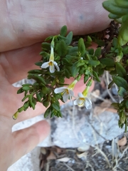 Chaenostoma integrifolium