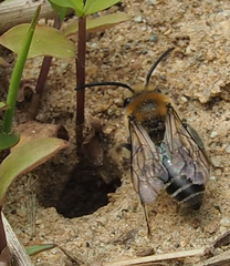Colletes inaequalis