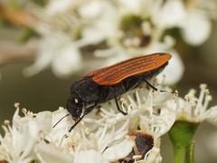 Castiarina erythroptera