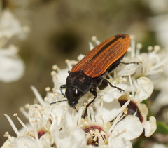 Castiarina erythroptera
