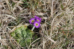 Primula scotica