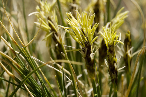 Blackroot sedge (Carex elynoides)
