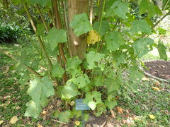 Hibiscus makinoi
