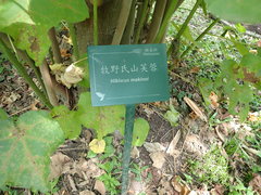 Hibiscus makinoi