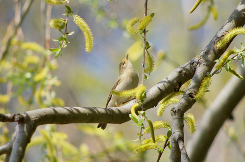 Mosquitero musical (Phylloscopus trochilus)