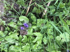 Glechoma hederacea