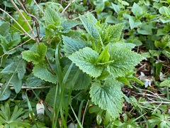 Scutellaria altissima
