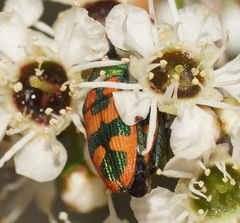 Castiarina hilaris