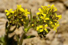 Draba streptocarpa