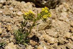 Draba streptocarpa