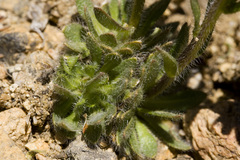 Draba streptocarpa