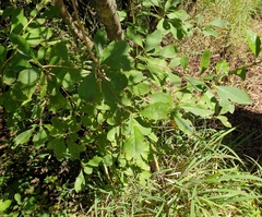 Pavetta gardeniifolia