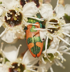 Castiarina hilaris