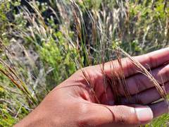 Schoenus graciliculmis