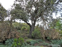Ephedra fragilis fragilis