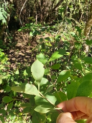 Pavetta gardeniifolia