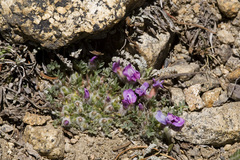 Oxytropis multiceps