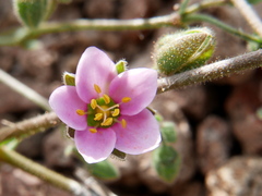 Rhodalsine geniculata