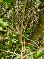 Pavetta gardeniifolia