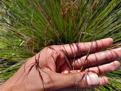 Schoenus graciliculmis