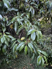 Prunus africana