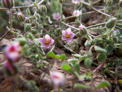 Rhodalsine geniculata