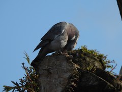 Columba palumbus