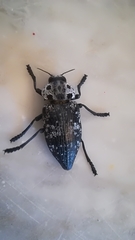Capnodis cariosa