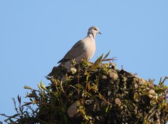 Streptopelia decaocto