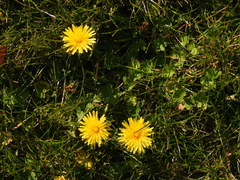 Taraxacum officinale