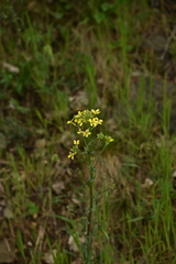 Erysimum crepidifolium