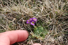 Primula scotica
