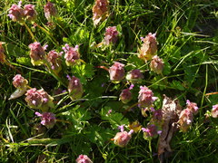 Lamium purpureum