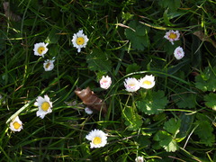 Bellis perennis