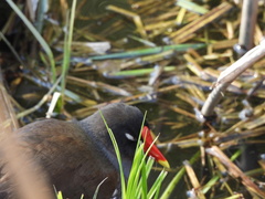 Gallinula chloropus