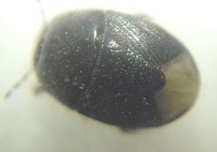 Microporus