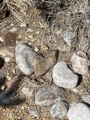 Sceloporus cowlesi