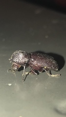 Apatides fortis