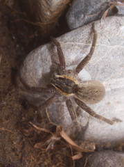Dolomedes aquaticus